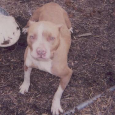 All Out Kennels Queen Pit Bull.jpg